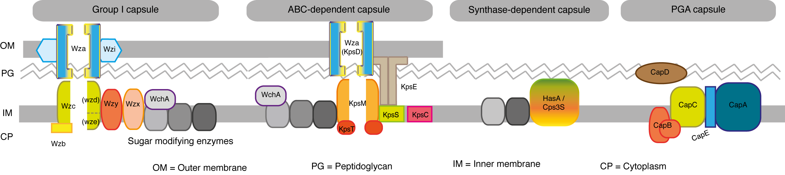 Capsule Systems schema