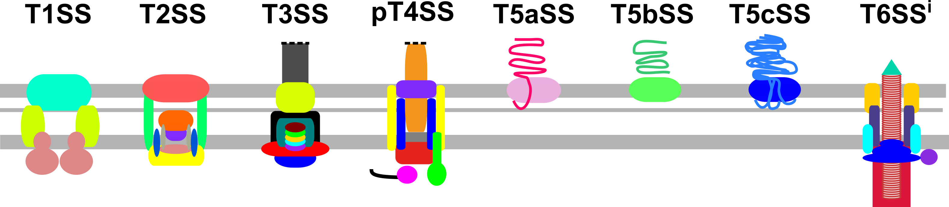 Secretion Systems schema